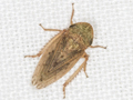 Aphrodes bicincta